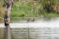 Hippos in Lake Naivasha