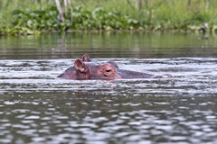 Hippopotamus