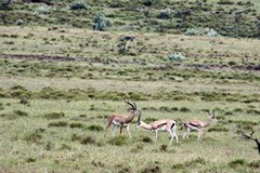 Grant's gazelles were very common here