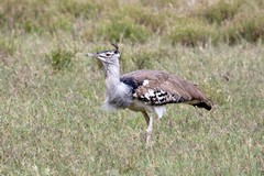 A male Kori Bustard