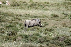 This warthog had the biggest tusks we've ever seen