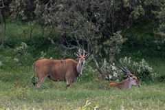 Eland taking it easy