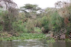 We spotted a giraffe as we drifted past in our boat