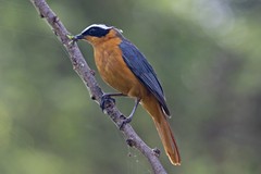 White-browed Robin-chat