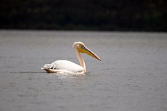 Great white pelican