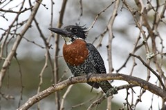 Giant kingfisher