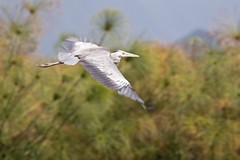 Grey heron