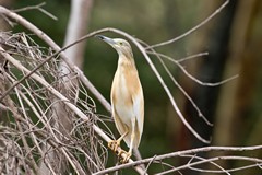 Common squacco heron