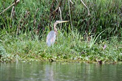 Purple heron. My favourite heron