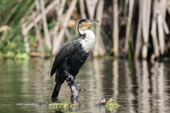 White-breasted cormorant showing the lovely blue green eye