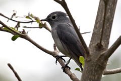 White-eyed slaty flycatcher