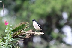 1693 Tropical boubou