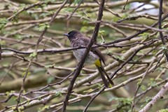 Common Bulbul