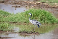 Lake Nakuru is a Ramsar site - an<br/> internationally recognised important wetland. There is a lot of birdlife around and on the lake including this Black-headed heron
