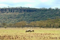 White rhinos are usually easy to spot as they graze on the grassy plains. Black rhinos tend to hide in the thick bush in the hills