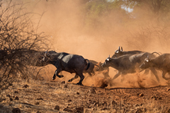 Buffaloes thunder across the track in front of us