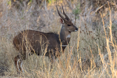 A male bushbook stops for a moment before fleeing