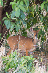 A timid female bushbuck