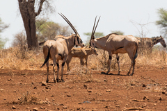 1810 Beisa oryx with young. Both sexes carry horns and are difficult to tell apart