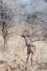 1822 The gerenuk thinks he's hiding behind a bush