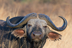 The late afternoon light caught this buffalo perfectly