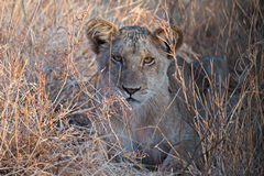 Lion cub staring intently at me