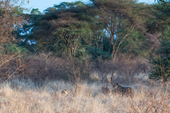 Lions in the long grass can be so easy to miss