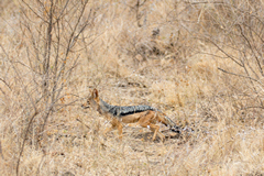  Black-backed jackal