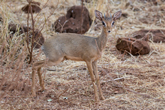 Kirk's dik-dik are plentiful in the scrubby bush