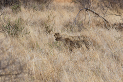 These cheetahs are probably brothers and often form coalitions