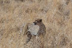 Always on the lookout for lunch