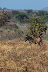 Grevy's zebras are also known as Imperial zebras