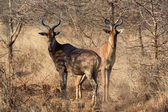 The Meru hartebeeste is a hybrid of the lelwel and Coke's hartebeeste