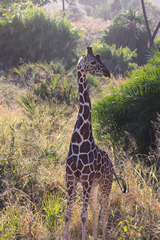 Reticulated giraffe