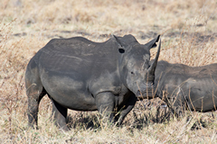 1837 A fantastic specimen of a white rhino