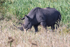 1838 A white rhino emerging from the swamp in the late afternoon