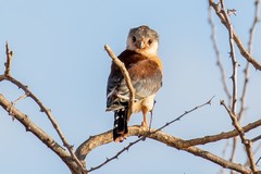 The pygmy falcon is exactly that