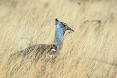 A male kori bustard