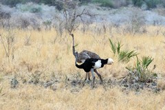 A pair of Somali ostriches