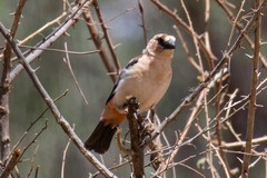 The white-headed buffalo weaver looks distinctly pink as it is approaching breeding season