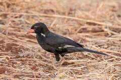 A red-billed buffalo weaver