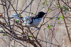 A black and white cuckoo