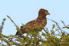 The golden eyes of the brown snake-eagle contrast the brown plumage. Underwing flight feathers are silver white