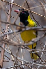 African black-headed oriole making it difficult to get a good shot