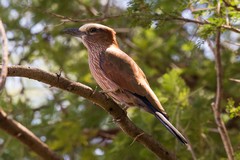 Rufous-crowned roller