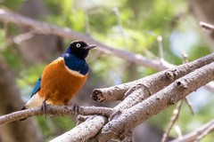 Flocks of superb starlings are very numerous in Meru