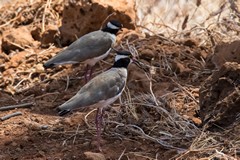 Black-headed lapwing