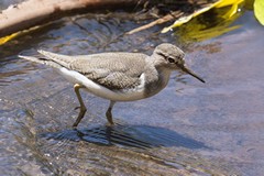 Common sandpiper