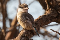 The striped kingfisher is found over most of sub-saharan Africa