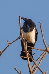 Pied crow